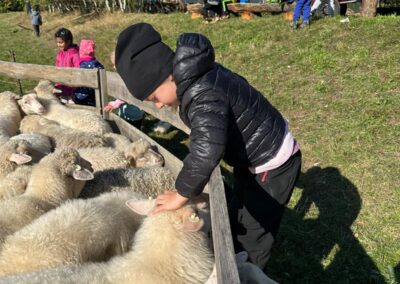 suchá stříhání ovcí, 2.a, 2.b (51)